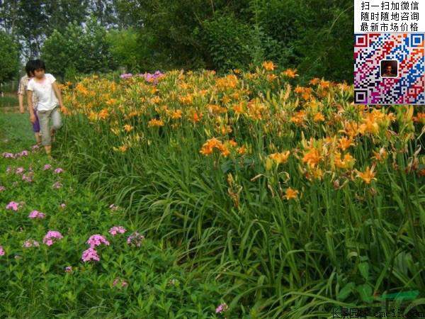 大花萱草種子價格 大花萱草種子價格