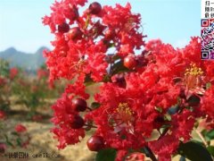 2022年紫薇樹(shù)價(jià)格_市場(chǎng)報(bào)價(jià)