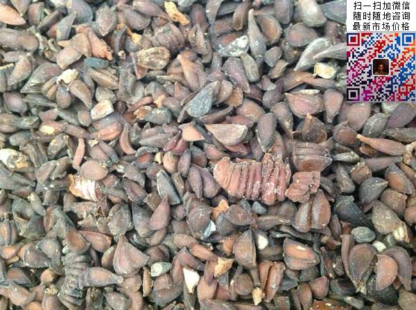 木瓜樹(shù)種子圖片