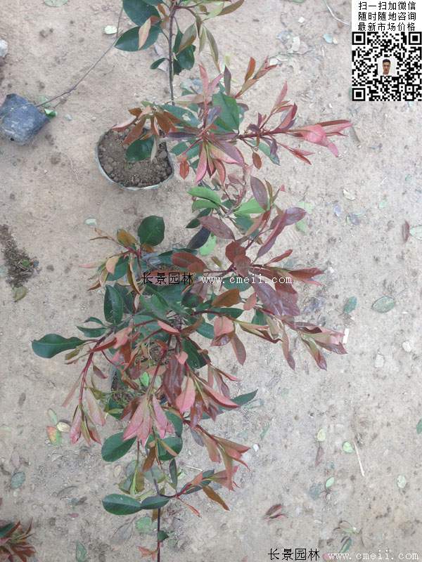 紅葉石楠--長景園林 紅葉石楠--長景園林