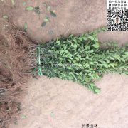 哪里有大葉黃楊綠籬苗 價格是多少？