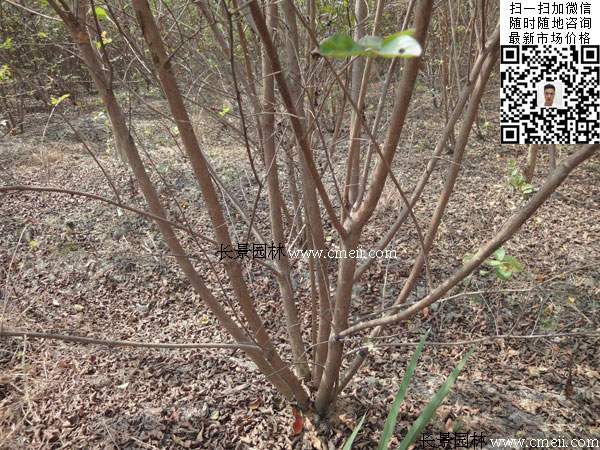 叢生紫薇村 叢生紫薇村