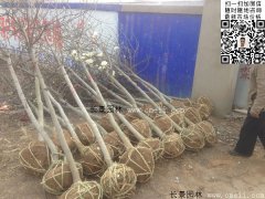 常用規(guī)格的白玉蘭樹多少錢？