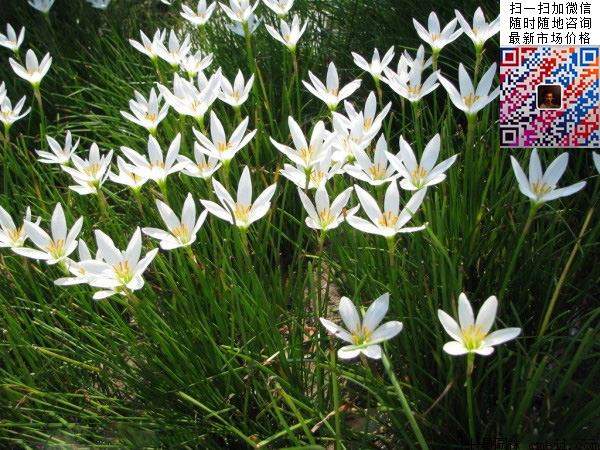 白花蔥蘭 白花蔥蘭