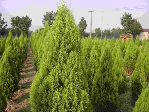 雪松樹(shù)苗_雪松樹(shù)苗多少錢(qián)一棵