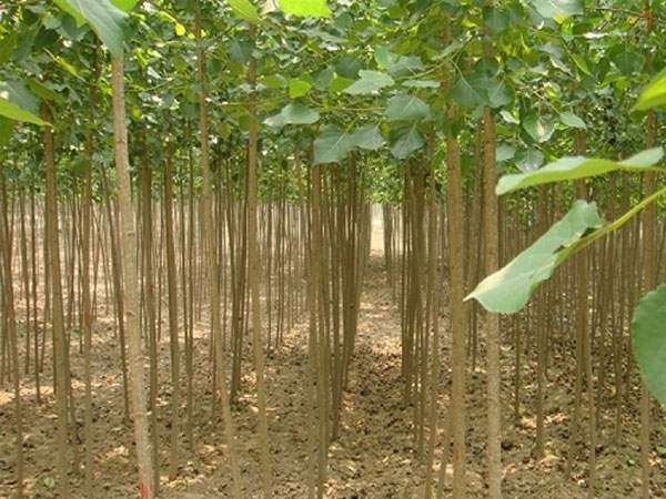 楊樹(shù)苗的圖片