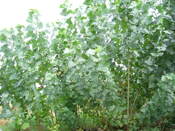 楊樹苗的價(jià)格 楊樹苗的價(jià)格