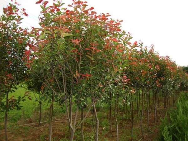 綠化苗木采購(gòu)過(guò)程中需要注意哪些？