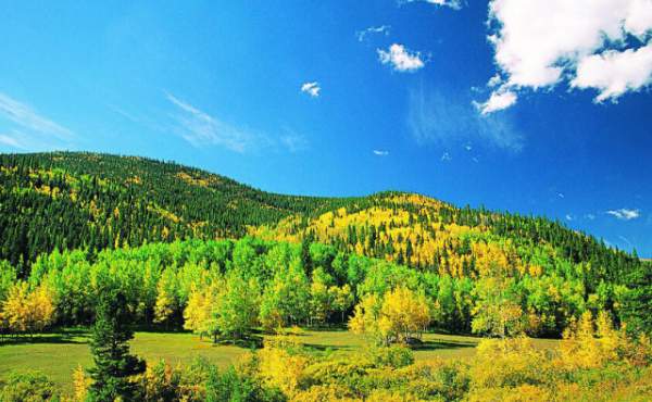 學(xué)習(xí)國外苗木行業(yè)經(jīng)驗(yàn)，搶先了解國內(nèi)市場動(dòng)態(tài)