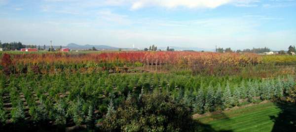 學(xué)習(xí)國外苗木行業(yè)經(jīng)驗(yàn)，搶先了解國內(nèi)市場動(dòng)態(tài)