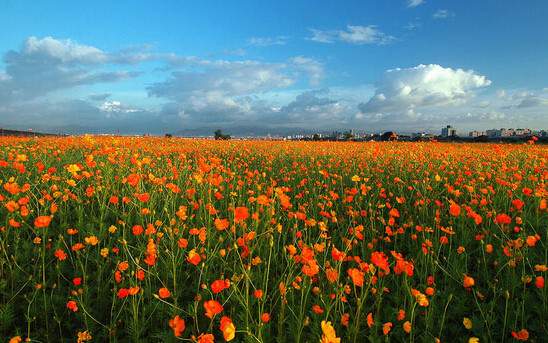 學(xué)習(xí)國外苗木行業(yè)經(jīng)驗(yàn)，搶先了解國內(nèi)市場動(dòng)態(tài)
