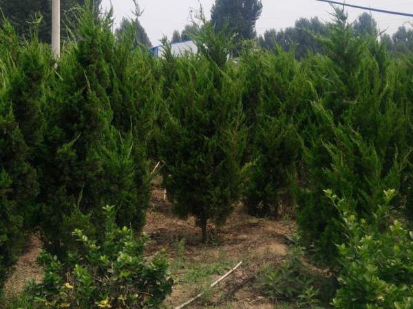 龍柏基地直銷小龍柏、龍柏球