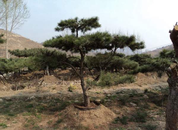 造型黑松樹哪里便宜？哪家的質(zhì)量好？