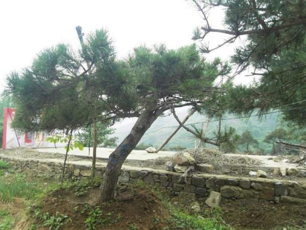 造型黑松樹哪里便宜？哪家的質(zhì)量好？