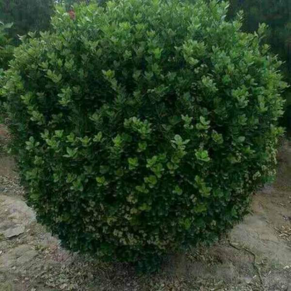 大葉黃楊是常綠嗎，是的