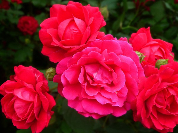 哪里有薔薇花苗賣？薔薇花苗批發(fā)