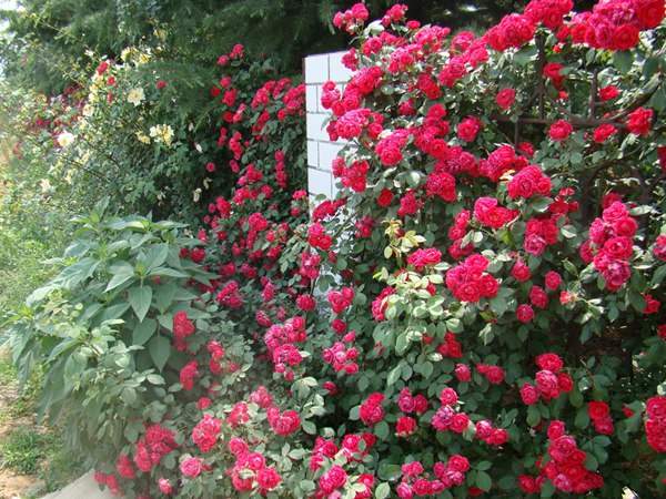 哪里有薔薇花苗賣？薔薇花苗批發(fā)