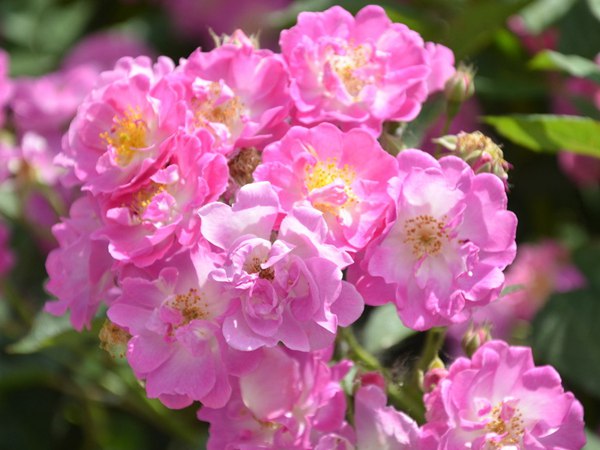 哪里有薔薇花苗賣？薔薇花苗批發(fā)