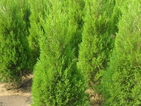 150公分左右，冠幅40-50公分的刺柏