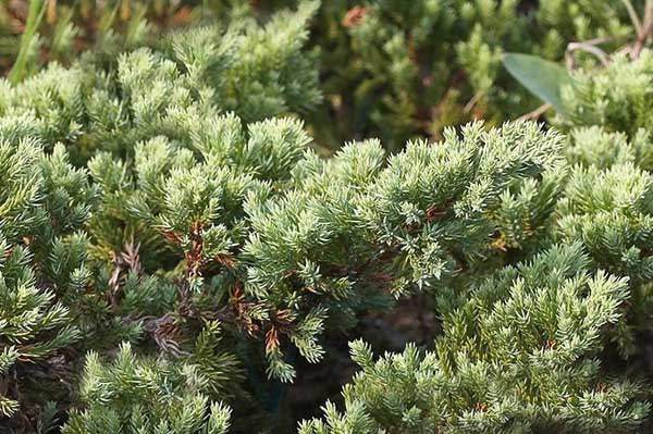 沙地柏和鋪地柏的區(qū)別？