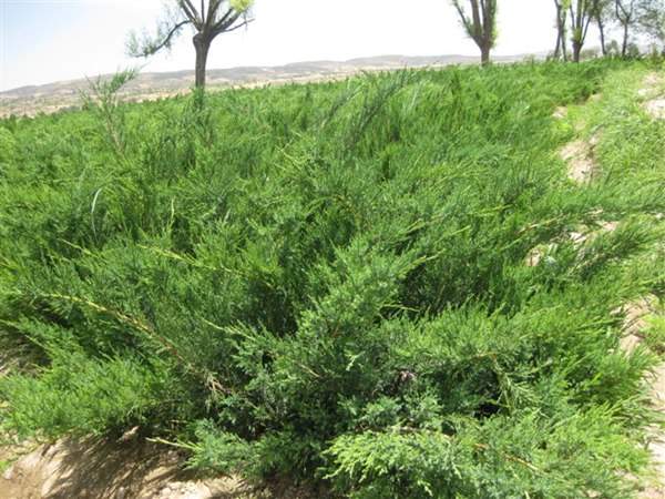 沙地柏和鋪地柏的區(qū)別？