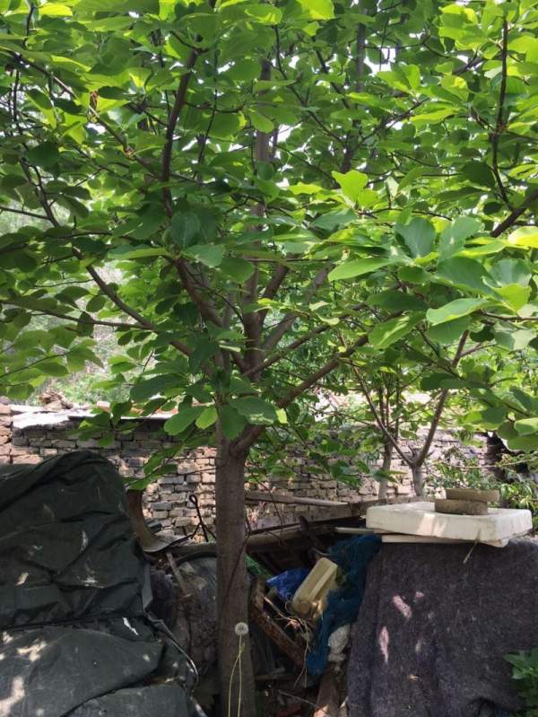 紫玉蘭樹圖片 紫玉蘭樹圖片