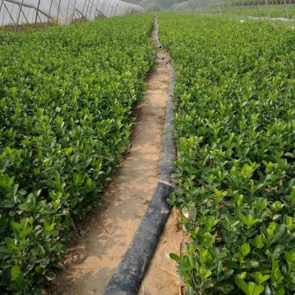 河北定州大葉黃楊苗圃 河北定州大葉黃楊苗圃