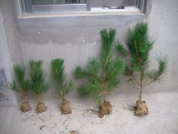 黑松種子什么時(shí)候種好，怎么種發(fā)芽率高？