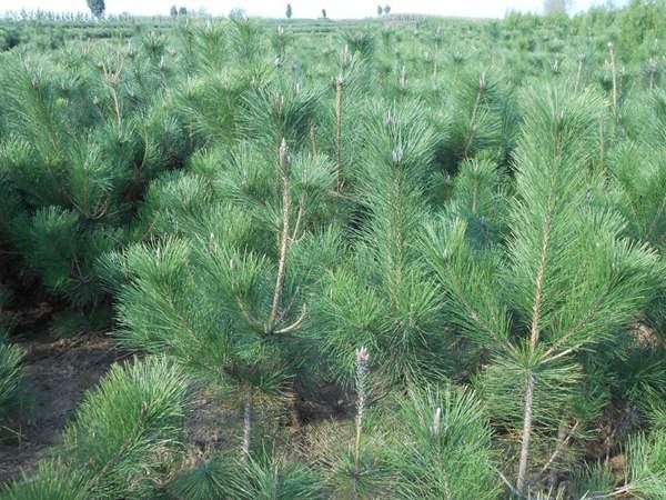 黑松種子什么時(shí)候種好，怎么種發(fā)芽率高？