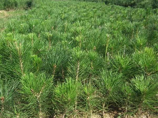 黑松種子什么時(shí)候種好，怎么種發(fā)芽率高？