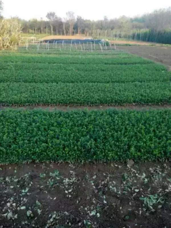 大葉黃楊扦插小苗 大葉黃楊扦插小苗