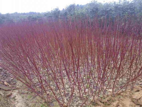 紅瑞木可以用來(lái)做綠籬嗎？