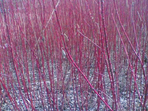 紅瑞木的生長(zhǎng)習(xí)性是什么,適合在什么地方種植