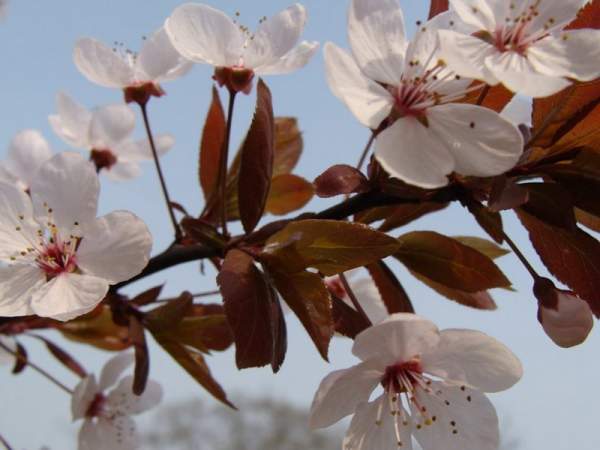 紫葉李和紅葉李的花語是什么？