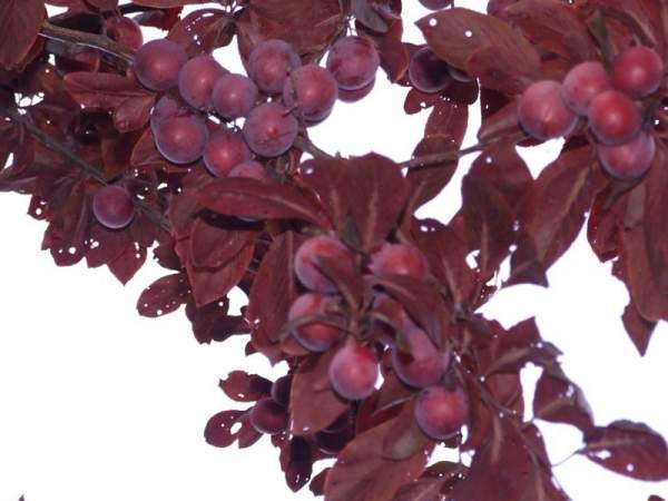 紫葉李和紅葉李的花語是什么？