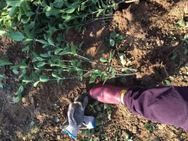 大葉黃楊苗 大葉黃楊苗