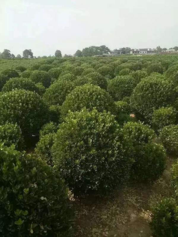 大葉黃楊球 大葉黃楊球