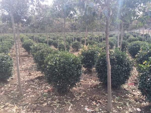 山西大葉黃楊球 山西大葉黃楊球