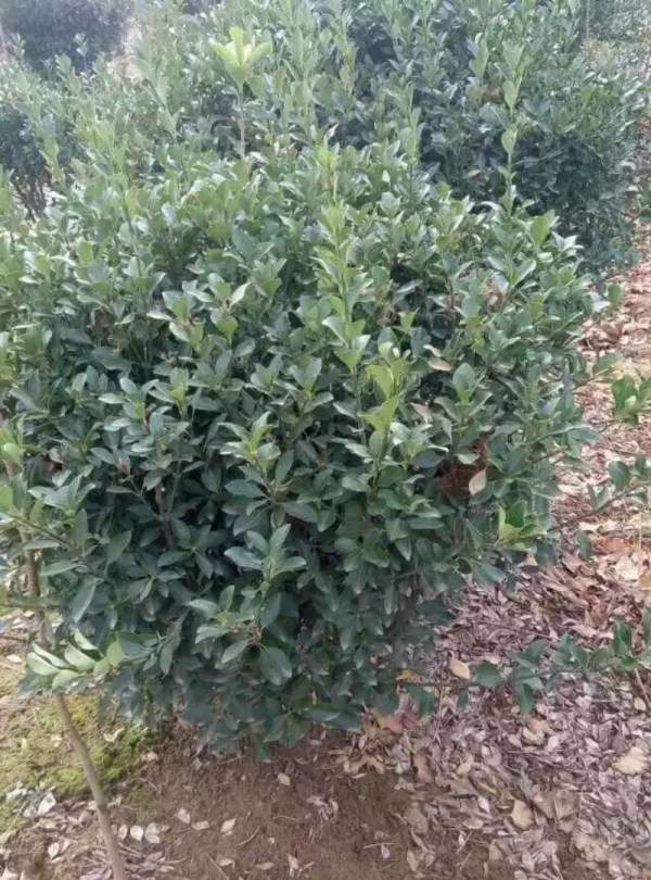 山西大葉黃楊球 山西大葉黃楊球