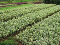 金邊黃楊小苗的價(jià)格是多少？