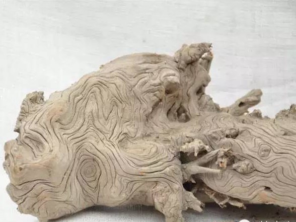 如何分辨崖柏與地柏，它們有什么不同？