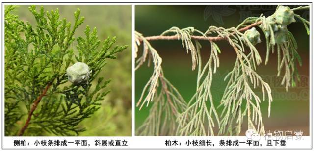 圓柏、刺柏、側(cè)柏、柏木以及龍柏的簡(jiǎn)易識(shí)別法