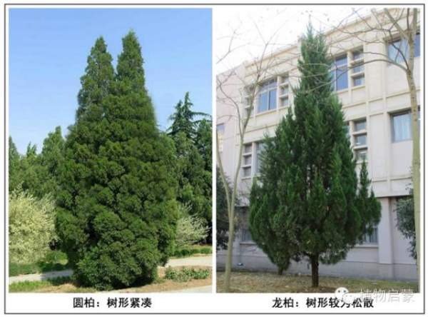 圓柏、刺柏、側(cè)柏、柏木以及龍柏的簡(jiǎn)易識(shí)別法