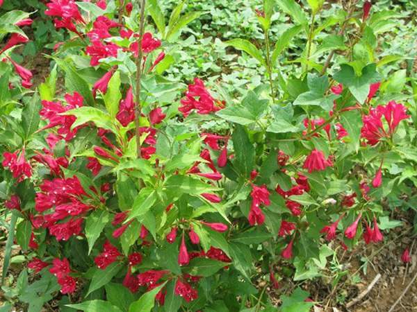 紅王子錦帶價(jià)格大幅上漲，存量不足是主因