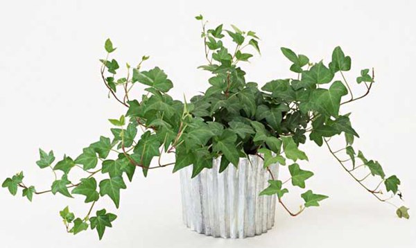 常春藤的花語是什么，有什么象征意義？