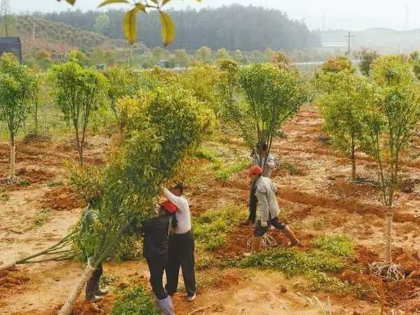 綠化苗木起苗出圃都有哪些注意事項？