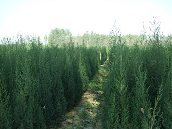 檜柏樹(shù) 檜柏樹(shù)