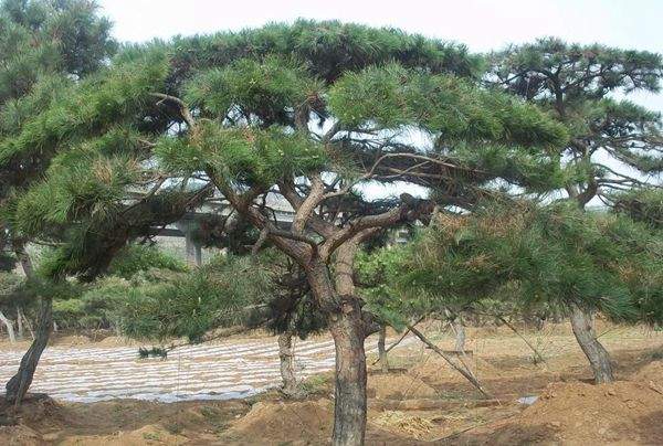 黑松樹(shù) 黑松樹(shù)