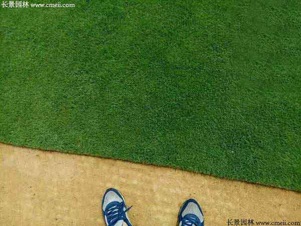 庭院草坪種植效果