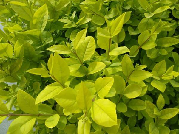 金葉女貞如何進行繁殖育苗？